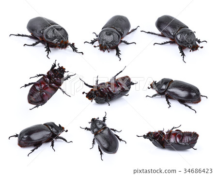 Beetles in nature ,Rhino beetle (Dynastinae) Beetles in nature ,Rhino beetle (Dynastinae) 34686423