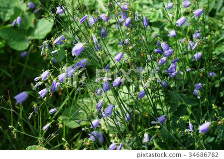 Tuliganinjin 34686782