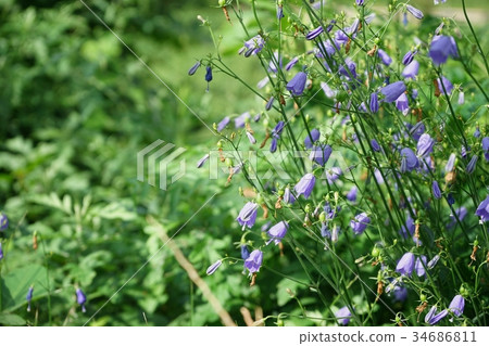 Tuliganinjin 34686811