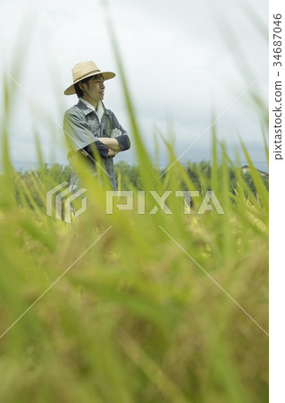 農民看著米飯 農民看著米飯 34687046