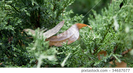 Dry leaves in pine tree 34687077