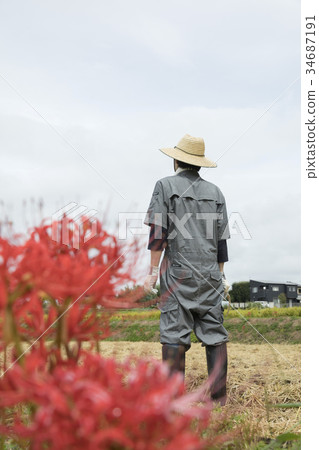 A farmer checking the clouds during rice harvesting 34687191