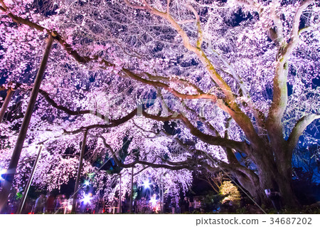 Rikugien,垂枝櫻花,東京早春 Rikugien,垂枝櫻花,東京早春 34687202