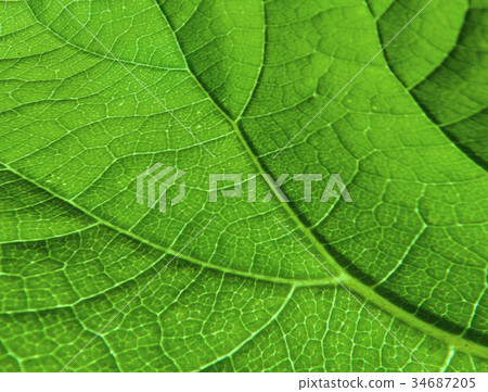 Leaf's Veinlet Texture Pattern Leaf's Veinlet Texture Pattern 34687205