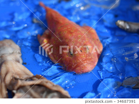 Mid-Lifsa Ankou A strange deep-sea fish caught in the Suruga Bay Toda Fishing Port, Shizuoka Prefecture Mid-Lifsa Ankou A strange deep-sea fish caught in the Suruga Bay Toda Fishing Port, Shizuoka Prefecture 34687391