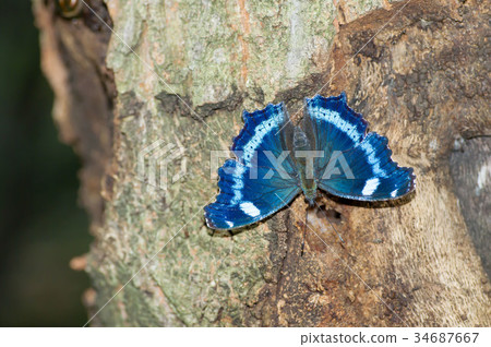 Ruritateja Ruritateja 34687667