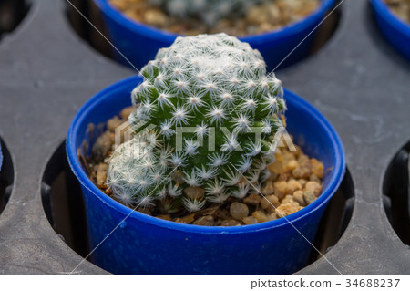 Close up cactus plants in garden Close up cactus plants in garden 34688237