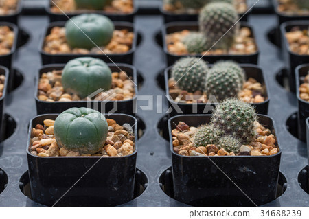 Close up cactus plants in garden Close up cactus plants in garden 34688239