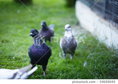 White and gray pigeons on the grass White and gray pigeons on the grass 34689049