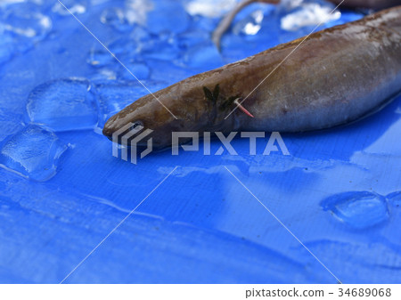 Nutaunagi在駿河灣靜岡縣戶田漁港捕獲的一條奇怪的深海魚 Nutaunagi在駿河灣靜岡縣戶田漁港捕獲的一條奇怪的深海魚 34689068