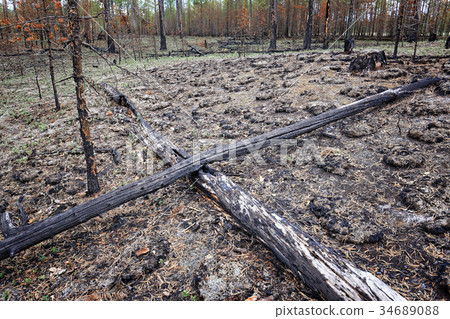 The area burnt by forest fire in taiga The area burnt by forest fire in taiga 34689088