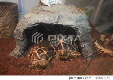 Indian turtle 34689230