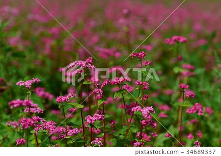 紅色的花朵 34689337