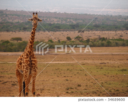 Giraffe Masai Mara National Park Girafee Masaimara 34689600