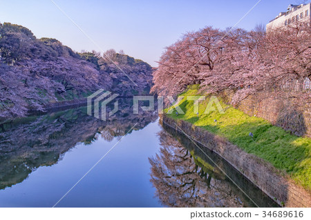 Chidorigafuchi春天,櫻花節,Somei Yoshino Chidorigafuchi春天,櫻花節,Somei Yoshino 34689616