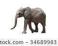 African elephant 34689983