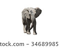 African elephant 34689985