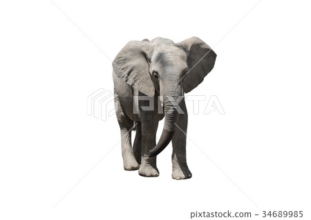 African elephant 34689985