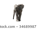 African elephant 34689987