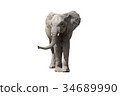 African elephant 34689990