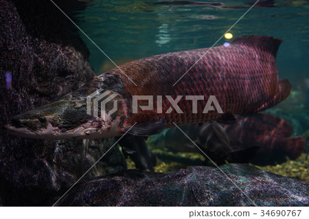 Giga Arapaima swimming slowly. Giga Arapaima swimming slowly. 34690767