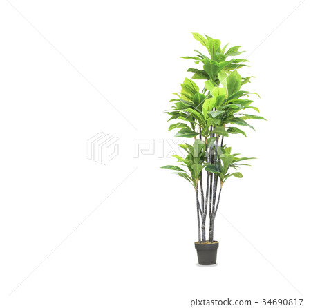 Big dracaena palm in a pot isolated over white Big dracaena palm in a pot isolated over white 34690817