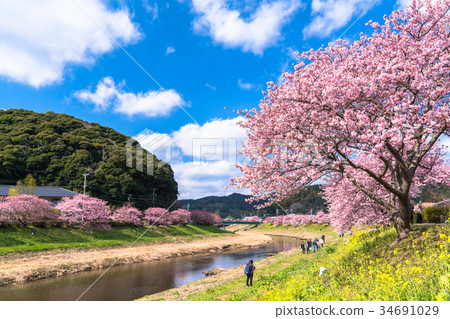 "Shizuoka prefecture" Minamiizu-cho · Kawazu cherry tree in full bloom "Shizuoka prefecture" Minamiizu-cho · Kawazu cherry tree in full bloom 34691029