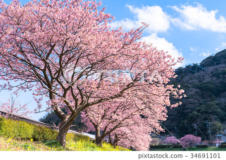 盛開的“靜岡縣”南伊豆町·川津櫻花 盛開的“靜岡縣”南伊豆町·川津櫻花 34691101