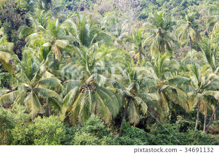 coconut palm trees in tropical jungle 34691132