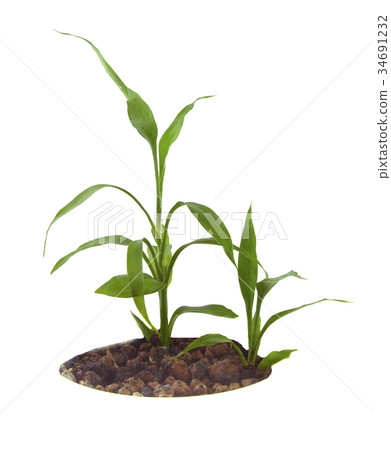 Young green sprout isolated over white background Young green sprout isolated over white background 34691232