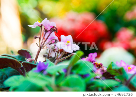 Pink African violet blur background. Pink African violet blur background. 34691726