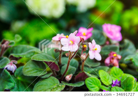 Pink African violet blur background. Pink African violet blur background. 34691727