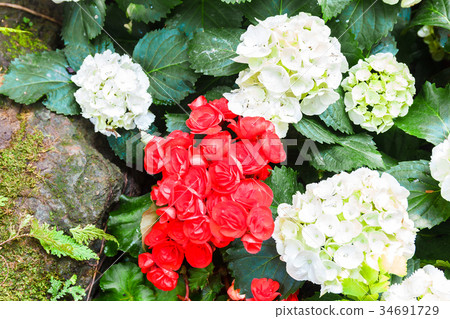 Bush of red and white begonia. Bush of red and white begonia. 34691729