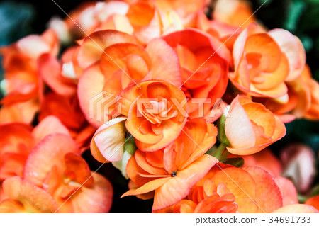 Orange Begonia flower. Orange Begonia flower. 34691733