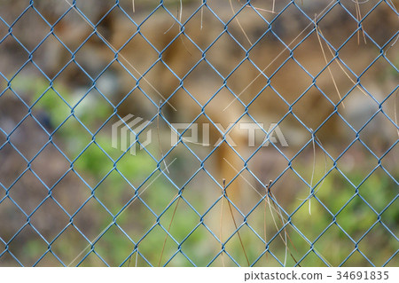 Canis Lupus Signatus behind railing 34691835