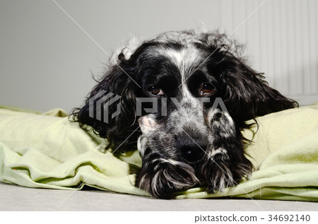 spaniel sad looking at the camera spaniel sad looking at the camera 34692140