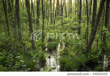 Swamp in Biebrza National Park, Poland 34692439