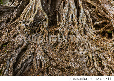 Big tree root Big tree root 34692611