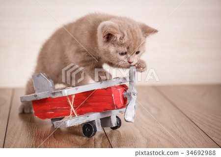 Scottish Fold - Cat is playing with a wooden plane 34692988
