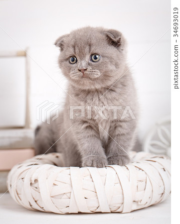 A true friend. Cute kitty. Scottish kitten 34693019