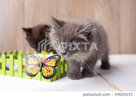 Gray Kurilian Bobtail kittens portrait 34693055