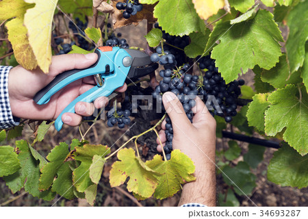 Harvesting Picking Grapes Man Hands Secateurs 34693287