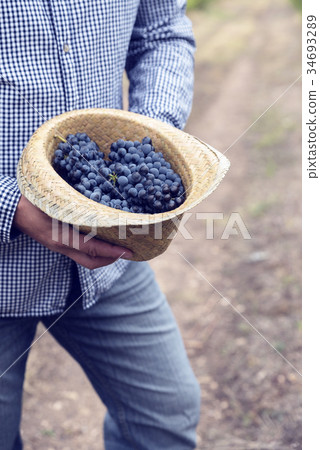 Straw Hat Grapes Clusters Syrah Harvest 34693289