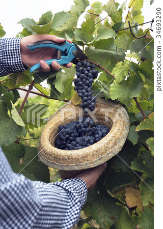 Hat Grapes Harvest Season Wine Secateurs 34693290