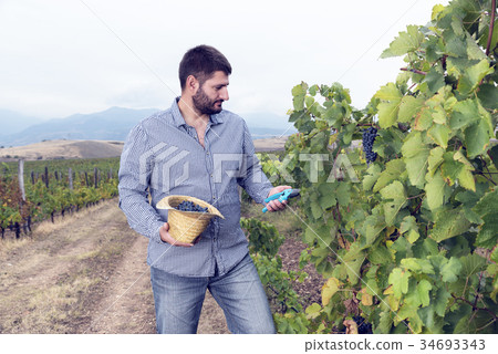 One Man Vineyard Collect Grapes 34693343