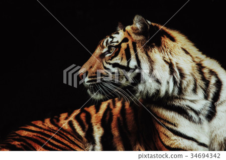 close up on tiger Panthera tigris sumatrae close up on tiger Panthera tigris sumatrae 34694342