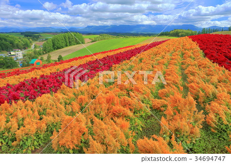 Biei Four Seasons Ayano no Oka Biei Four Seasons Ayano no Oka 34694747