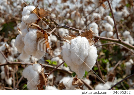 Cotton harvest 34695292