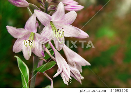 Buds of lilac lily flowers on a bush in the garden 34695308