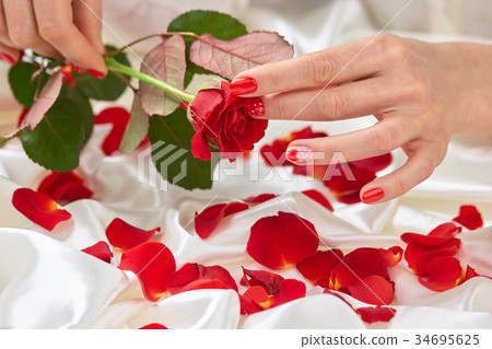 Beautiful rose in gentle female hands. Beautiful rose in gentle female hands. 34695625